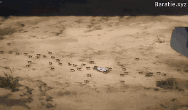 a bunch of ants are crawling on a sandy surface and the website baratie.xyz is visible
