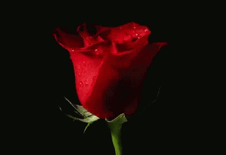 Rose Spinning GIF - Rose Spinning Flower GIFs
