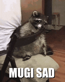 a raccoon is sitting on someone 's lap with the words " mugg sad " below it