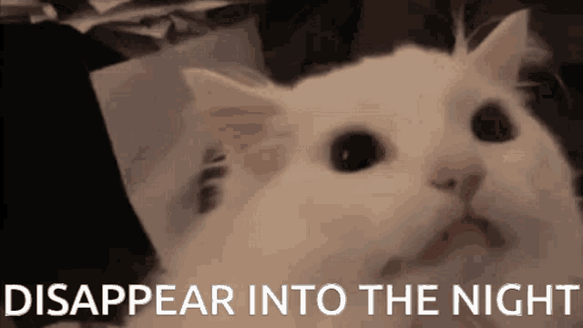 a close up of a cat with the words disappear into the night below it
