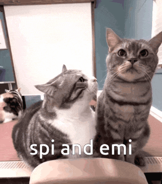 two cats looking up with the words spi and emi written below them