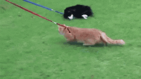 Cats Tired GIF - Cats Tired Lazy GIFs
