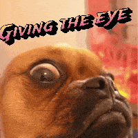 a close up of a dog with the words giving the eye written above it