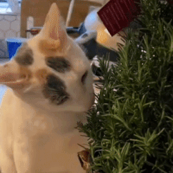 Rosemary Cat GIF - Rosemary Cat Gandalf Cat GIFs