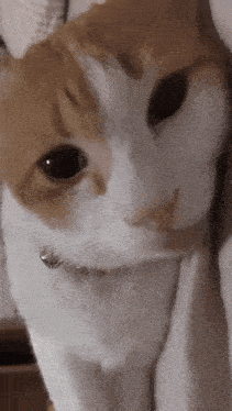 a close up of a brown and white cat