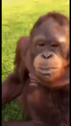 a close up of a monkey 's face against a yellow background