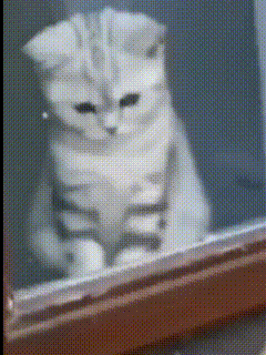 Funny Cat Water GIF - Funny Cat Water GIFs