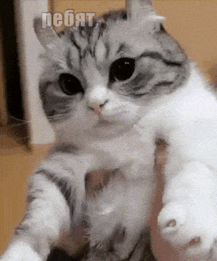 a gray and white cat is being held in a person 's arms and the word pebat is visible above it