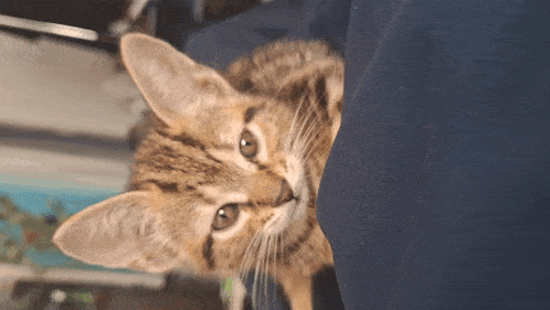 a close up of a cat 's face looking at the camera
