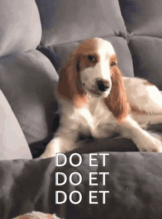 a cocker spaniel puppy is laying on a couch with the words do et do et do et