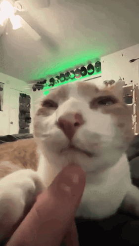 Cat Licking GIF - Cat Licking Licking Finger GIFs