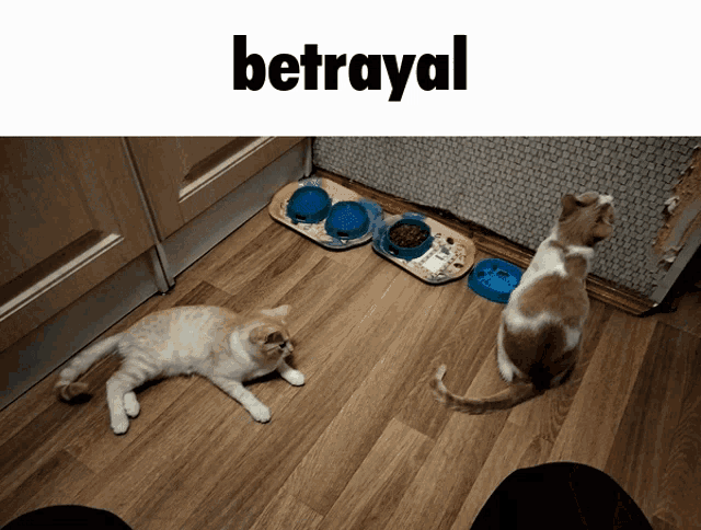 Betrayal Cat GIF - Betrayal Cat 2cats GIFs