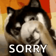 a husky dog is covering its face with its paws and the word sorry is written above it .