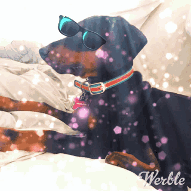 a dog wearing sunglasses is laying on a bed and the word werble is visible in the corner