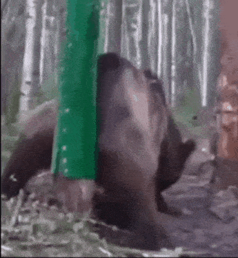 a bear is standing in the woods looking at a green object .