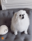 a small white dog is sitting on a grey couch next to a stuffed seal .