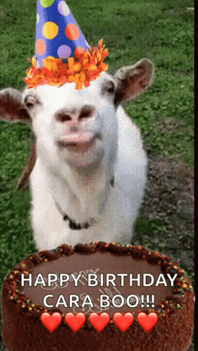 Happy Birthday Birthday Cake GIF - Happy Birthday Birthday Cake Goat GIFs