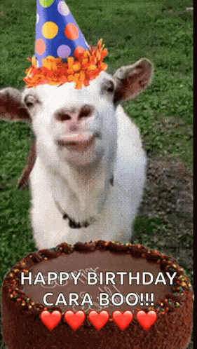 a goat wearing a party hat is standing next to a cake that says happy birthday cara boo !!!