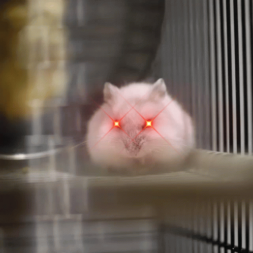Hamster Meme Murdered By Hampta GIF - Hamster Meme Murdered By Hampta GIFs