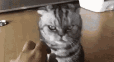 a cat is sitting under a desk with a person 's hand .