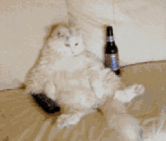 a cat sitting on a couch next to a bottle of beer
