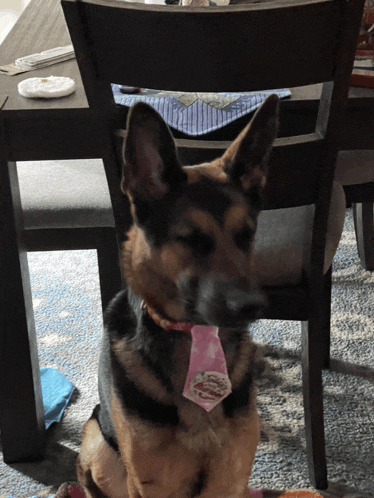 a german shepherd wearing a pink bow tie with a cupcake on it