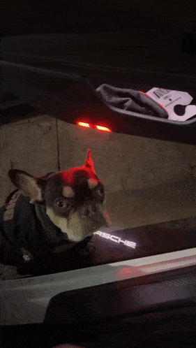 a dog looking out of a porsche car