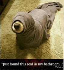 a seal wrapped in a blanket with the words " just found this seal in my bathroom "