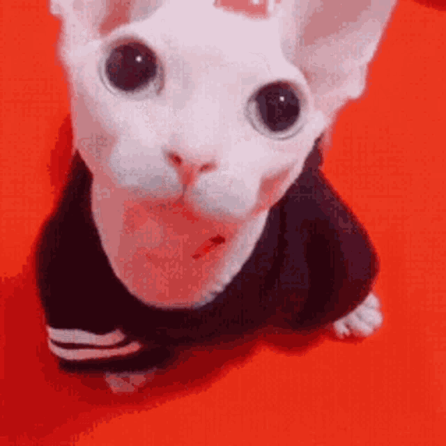 a close up of a white cat wearing a black sweater on a red background .