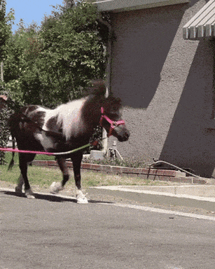 a small brown and white horse with a pink bridle is walking down the street