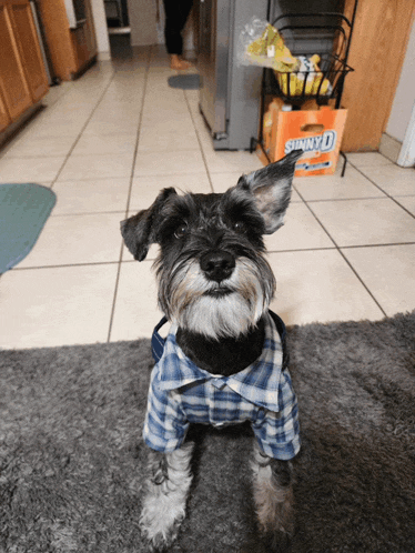 a small dog wearing a plaid shirt looks at the camera