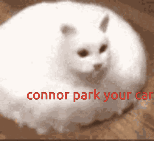Connor Park Car Yes Your GIF - Connor Park Car Yes Connor Park Connor GIFs