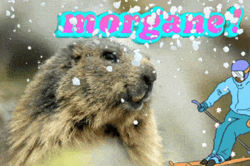 a picture of a marmot and a person skiing with the word morgane written in the background