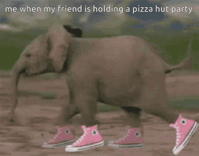 a baby elephant wearing pink converse shoes is walking on a dirt road