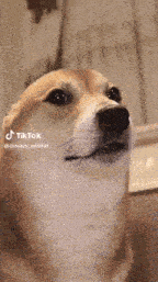 a close up of a dog looking at the camera with a blurred background .