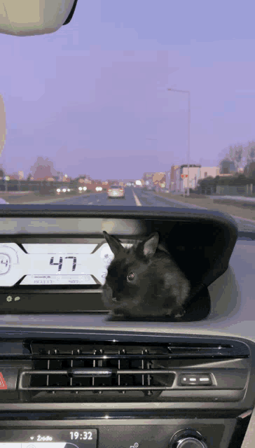 a black rabbit is sitting on the dashboard of a car with the time 19:32 on the radio