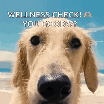 a dog on a beach with the words wellness check you good