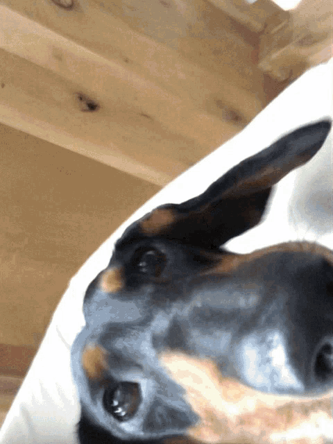 a close up of a dog laying on a white blanket