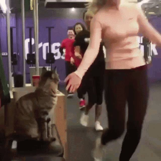 Cat Gym GIF - Cat Gym Motivation GIFs