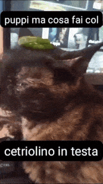 a close up of a cat with the words pippi ma cosa fai col cetriolino in testa below it