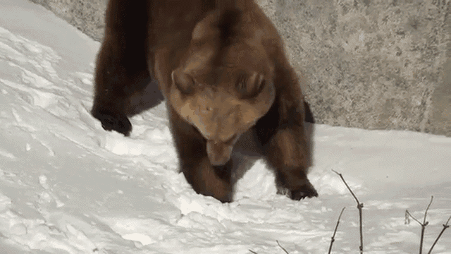 My Snow! GIF - Animals Bears Digging GIFs