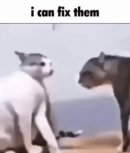 I Can Fix Them Fighting Cats GIF - I Can Fix Them Fighting Cats GIFs