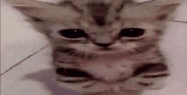 a close up of a kitten sitting on a tiled floor .