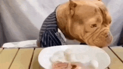 a dog is sitting at a table eating food from a plate .