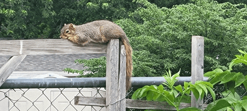a squirrel laying on a wooden fence post