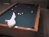 Chicken Laying Eggs Funny Animals GIF - Chicken Laying Eggs Funny Animals Playing Pool GIFs