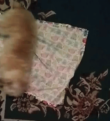 Rolling On GIF - Rolling On The GIFs