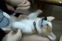 Corgi Paws GIF - Corgi Paws Puppy GIFs