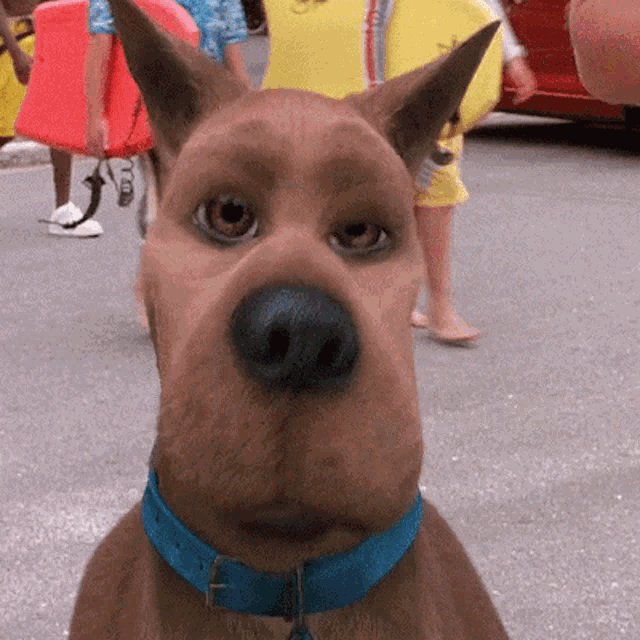 a brown dog with a blue collar is looking at the camera