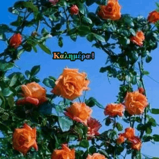 a bunch of orange roses are growing on a tree .